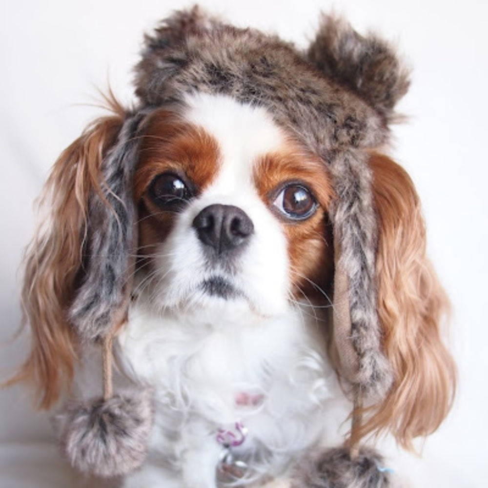 Meet your Posher, Abbey bella